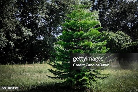 Baby Fir Tree High Res Stock Photo Getty Images