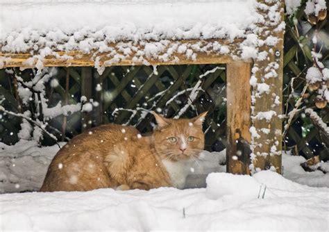 Kitsap Humane Society | How To Make a Winter Shelter for Community Cats