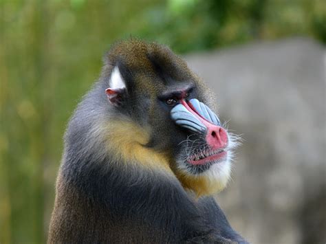 The Online Zoo - Mandrill