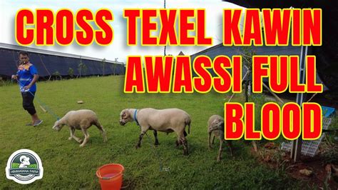 BETINA CROSS TEXEL KAWIN DENGAN PEJANTAN AWASSI FULL BLOOD YouTube