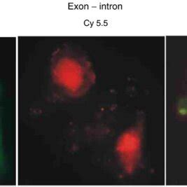 Subcellular Localisation Of Fluorescence Labelled Antisense