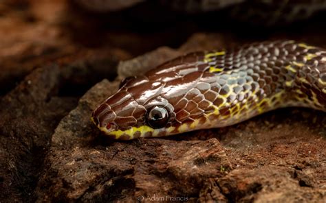 Common Wolf Snake - Lycodon capucinus — HongKongSnakeID.com