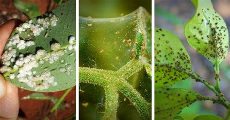 Principais Doen As Das Plantas E Como Tratar