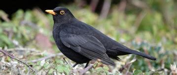 alles wat je wil weten  de merel vogel blog