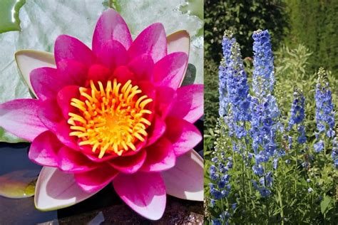 What Are July Birth Flowers and Their Meanings? - GrowingVale