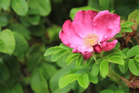 Rosal Flor Naturaleza Foto Gratis En Pixabay Pixabay