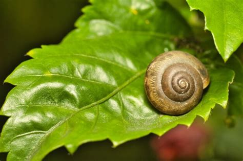 Premium Photo Close Up Of Snails Shell On Leaves