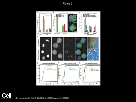 Timing And Checkpoints In The Regulation Of Mitotic Progression Ppt