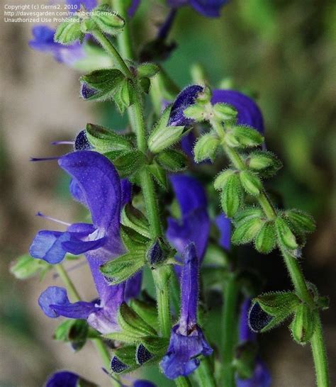 Plantfiles Pictures Salvia Species Transylvanian Sage Salvia