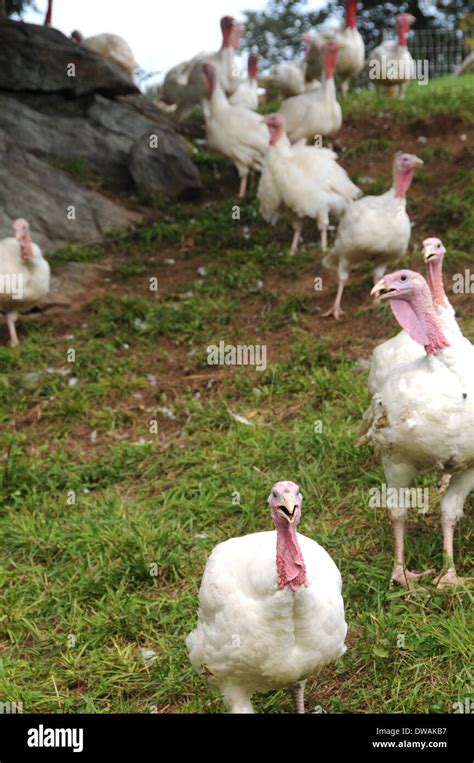 Turkey Broad breasted White Stock Photo - Alamy