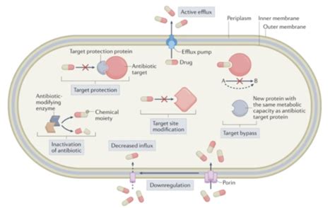 Antibiotic Resistance And Antibiotics Flashcards Quizlet