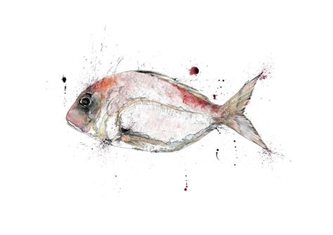 Red Sea Bream — Emma Dibben Illustration Fish Art Illustration