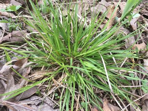 How To Grow Use And Care For Waterfalls Sedge Grass Carex Latebracteata Agric4profits