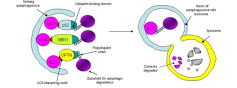 Mechanisms Of Autophagy Autophagy Receptors Including P Nbr And