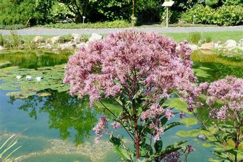 Sadziec Purpurowy Eupatorium Purpureum Miododajna Ogrodniczyraj Pl