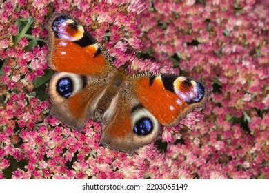 Peacock Butterfly Open Wings On Pink Stock Photo 2203065149 | Shutterstock