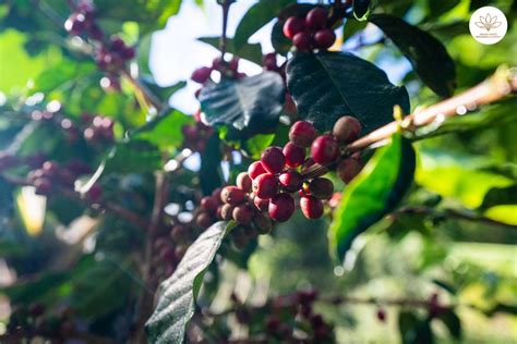 Discover Quality Organic Arabica Green Coffee Beans In Vietnam Helena