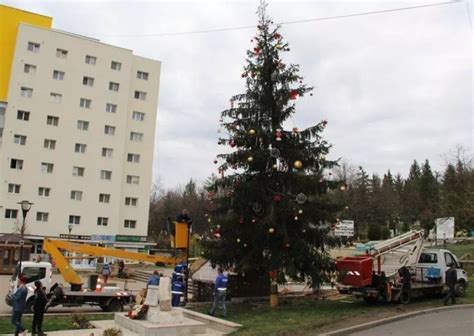 Un brad de Crăciun de peste 20 de metri adus de la Beliș va fi