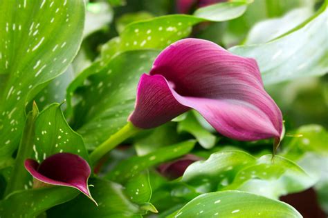 Zantedeschia Pflege Sorten Berwinterung Der Calla