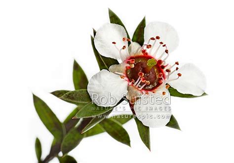 Manuka honey flower (Leptospermum scoparium - Red tea tree) photo Page ...