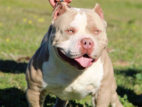 American Bully Dog Breed - Amazing Facts You Must Know!