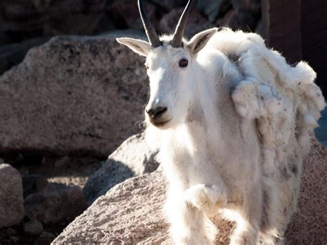 Uma Cabra Da Montanha Nas Montanhas Rochosas Do Colorado Foto Premium