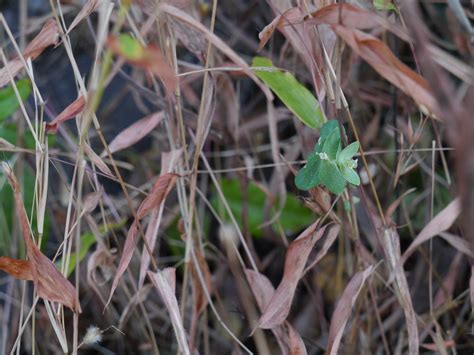 Euphorbia Pycnostegia Boiss Dinesh Valke Flickr