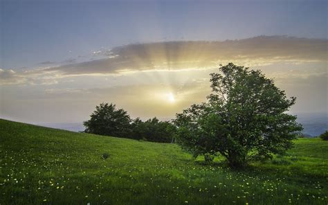 Wallpaper Sunlight Trees Landscape Forest Sunset Flowers Italy