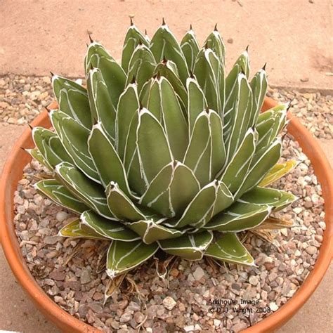 Agave Victoriae-Reginae, The Aridhouse Agave Nursery