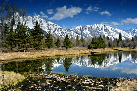 beaver dam Stock Photo | Adobe Stock