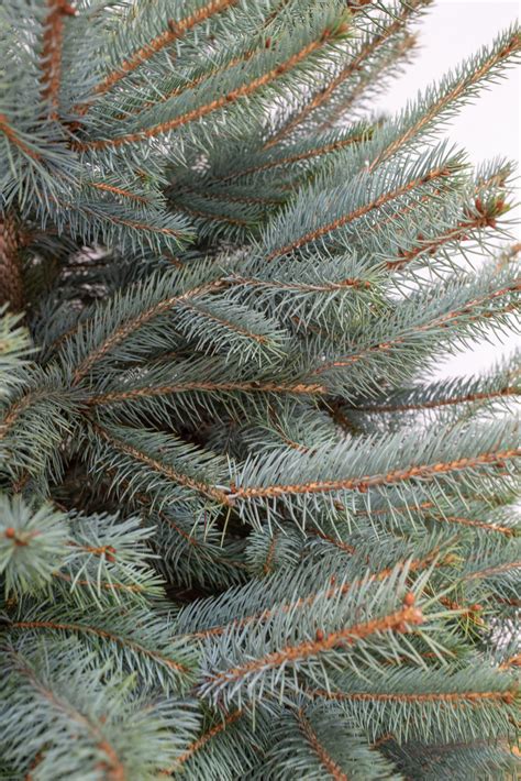 8FT Blue Spruce Christmas Trees - Real Fresh Christmas Trees