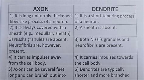 Difference Between Axon And Dendrite Class Series Youtube