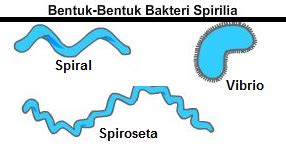 Bakteri Bentuk Spiral - Homecare24