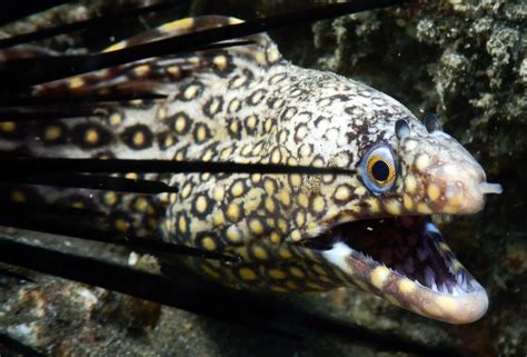 Muraena lentiginosa - Jewel moray | Snorkeling Report