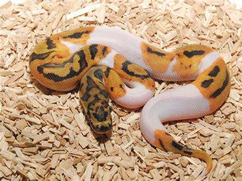 Morph List World Of Ball Pythons