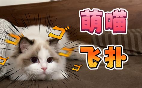 【吸猫人吸猫魂】前方高能！大眼萌喵全程踩点！哔哩哔哩bilibili