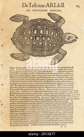 Species of sea turtle, possibly the loggerhead sea turtle, Caretta caretta. De Test. mar. De ...