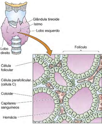 Resumo Sobre Fisiologia Da Tireoide Histologia Resumo Sobre Tireoide