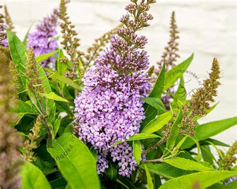 Buddleja Butterfly Candy Little Lila Kopen Dwergvlinderstruik