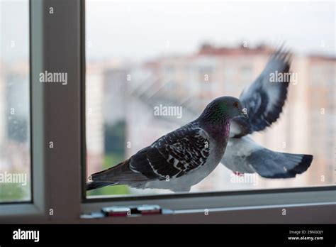 pigeon bird standing Stock Photo - Alamy