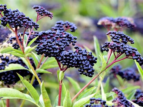 Elderberry Seed Propagation How To Grow Elderberry From Seed