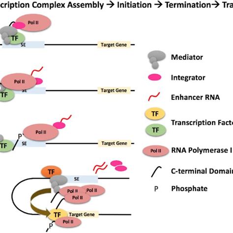 Rna Polymerase Ii Transfer Model Depicted Are Steps Involved In The Download Scientific