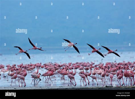 Lesser Flamingo Phoenicopterus Minor Five Individuals Flying Over A