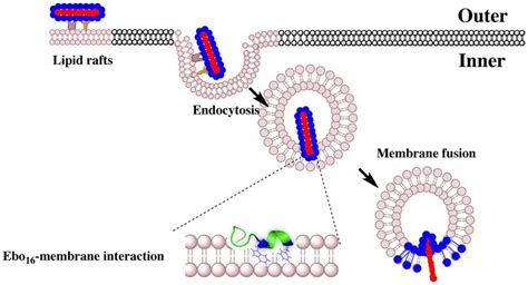 Schematic View Of Ebola Virus Entry And Fusion Promoted By The Fusion