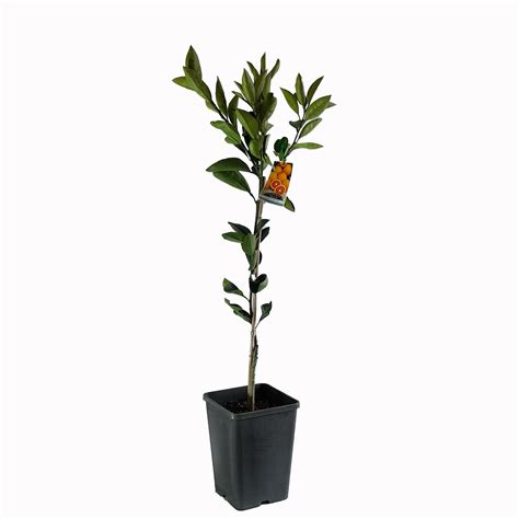 Cara Cara Orange – Engall's Nursery