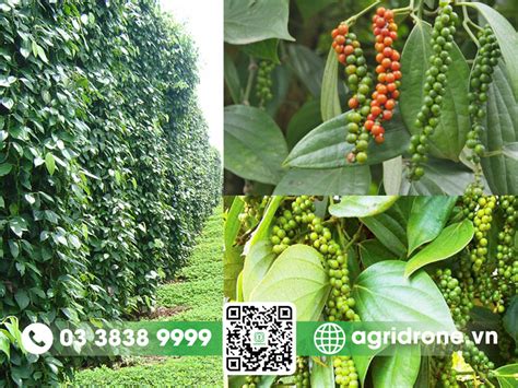 cay ho tieu la gi nguon goc dac diem va loi ich