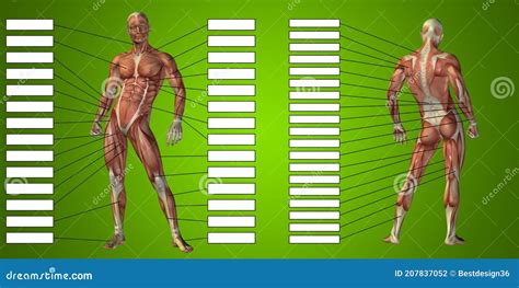 3D Human Man Anatomy And Muscle For Sport And Textbox Stock