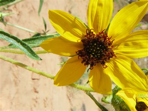 The Botanical Hiker Western Plants