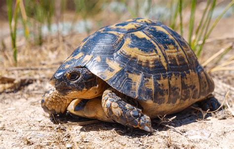 15 Pet Tortoise Species Great For Beginners - More Reptiles