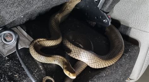 Australia Trovano Un Serpente Velenoso Sul Divano Di Casa